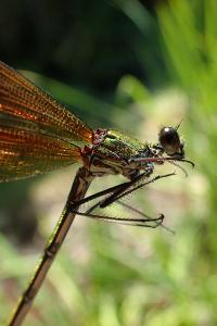 Calopteryx haemorrhoidalis