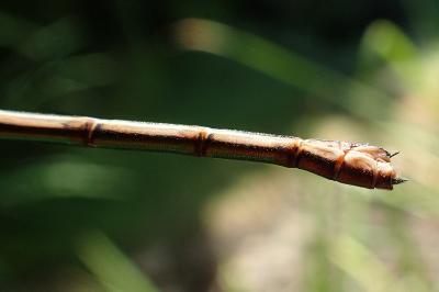 Calopteryx haemorrhoidalis