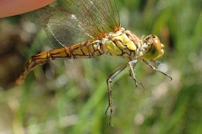 Sympetrum striolatum