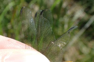 Sympetrum striolatum