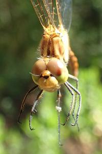 Sympetrum meridionale