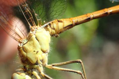 Sympetrum meridionale