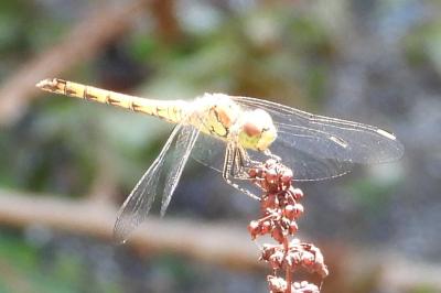 Sympetrum striolatum