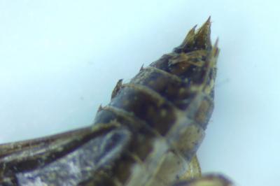 Sympetrum striolatum / Sympetrum meridionale