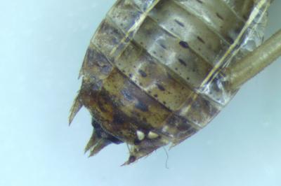 Sympetrum striolatum / Sympetrum meridionale