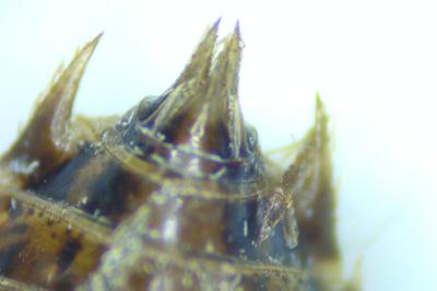 Sympetrum striolatum / Sympetrum meridionale