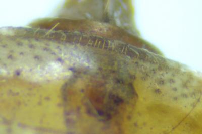 Sympetrum striolatum / Sympetrum meridionale