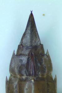 Aeshna cyanea