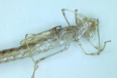 Chalcolestes viridis