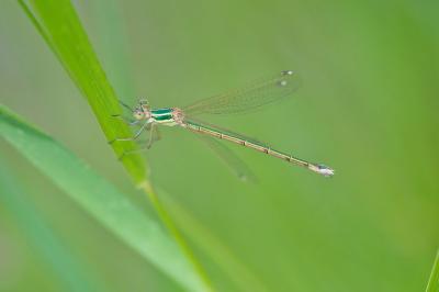 Lestes barbarus