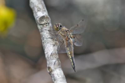 Libellula quadrimaculata