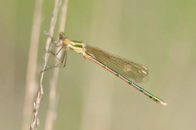 Lestes barbarus