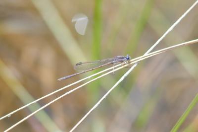 Sympecma fusca
