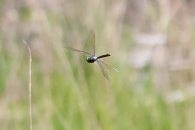 Anax parthenope