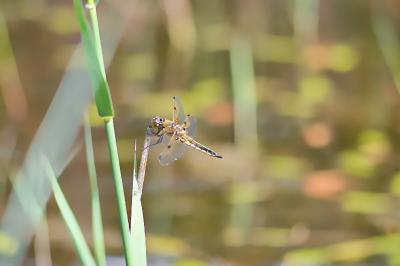 Libellula quadrimaculata