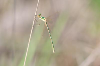 Lestes barbarus