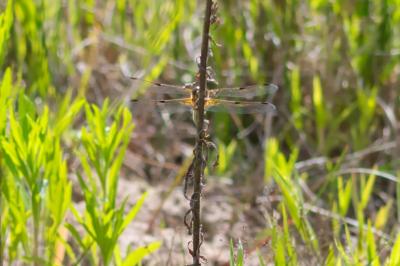 Libellula quadrimaculata