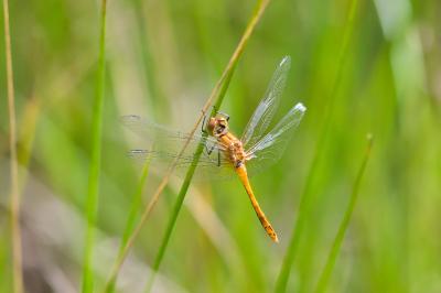Sympetrum sanguineum