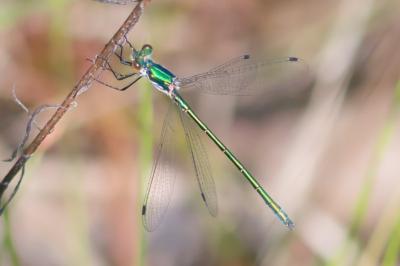 Lestes dryas