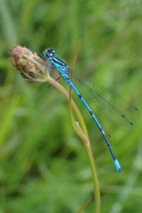 Coenagrion puella