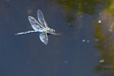 Anax imperator