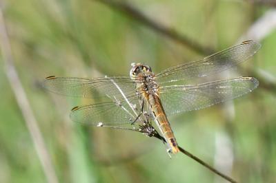 Sympetrum fonscolombii