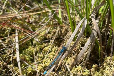 Ceriagrion tenellum
