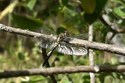 Leucorrhinia albifrons