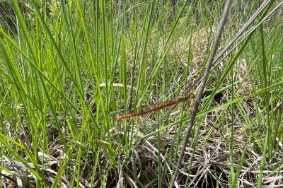 Ceriagrion tenellum
