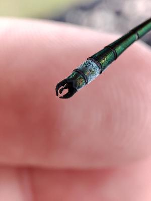 Lestes dryas