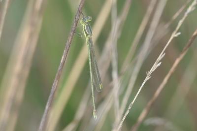 Lestes virens