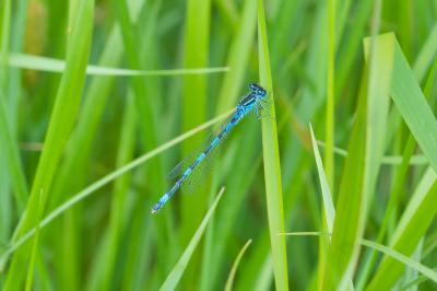 Coenagrion mercuriale
