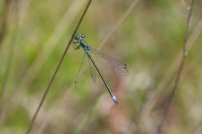 Lestes dryas