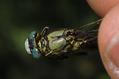 Gomphus pulchellus