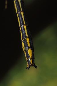 Gomphus pulchellus