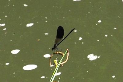 Calopteryx xanthostoma