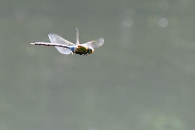 Anax imperator