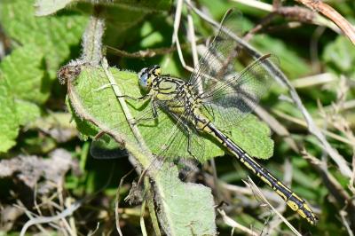 Gomphus pulchellus