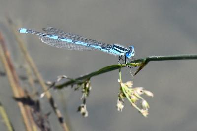 Erythromma lindenii