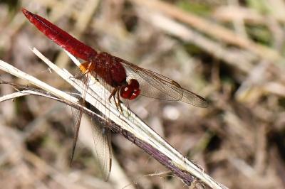 Crocothemis erythraea