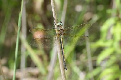 Oxygastra curtisii