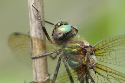 Oxygastra curtisii