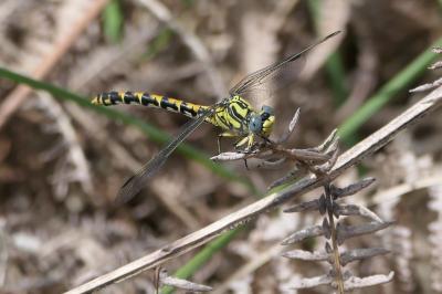 Onychogomphus uncatus