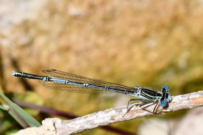 Platycnemis pennipes
