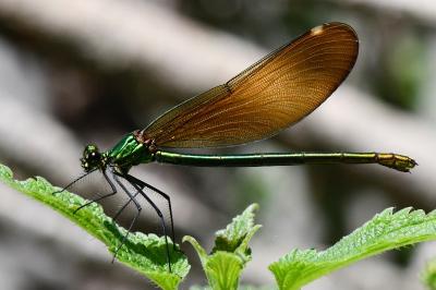 Calopteryx virgo