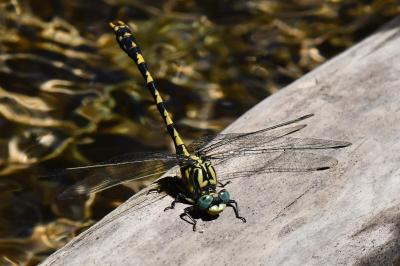 Onychogomphus uncatus