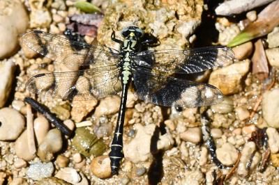 Gomphus vulgatissimus