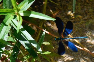 Calopteryx virgo