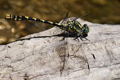 Onychogomphus uncatus