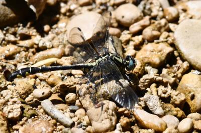 Gomphus vulgatissimus